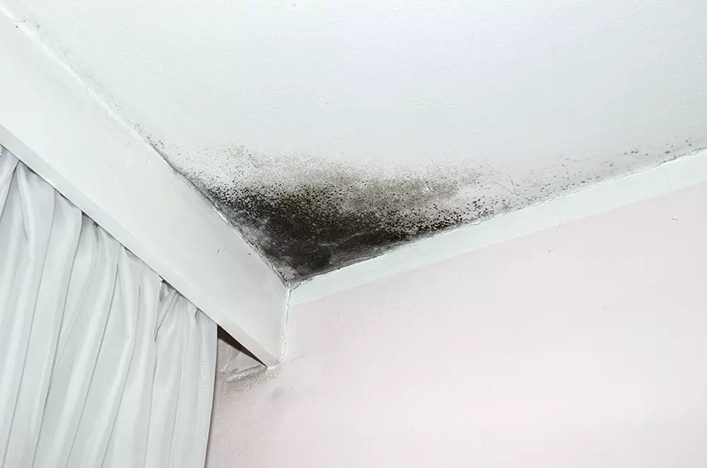 roof cleaning
