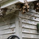 Mud Daubers, Wasp Nests & Spider Webs: What a House Wash Act icon - Stegmeier Pressure Washing