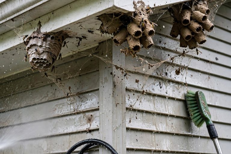 Mud Daubers, Wasp Nests & Spider Webs: What a House Wash Act icon - Stegmeier Pressure Washing